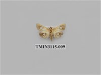 藏品(螟蛾216)的圖片